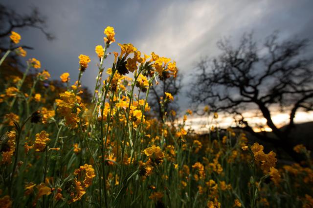 Jednom u 10 godina: Procvetala pustinja u Kaliforniji